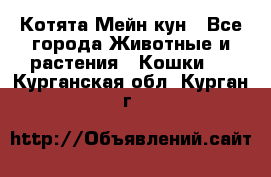 Котята Мейн кун - Все города Животные и растения » Кошки   . Курганская обл.,Курган г.